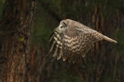 Great Grey Owl by Larry Pollock Great Grey Owl by Larry Pollock