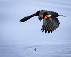 Target Acquired by Lynda Rodig Target Acquired by Lynda Rodig