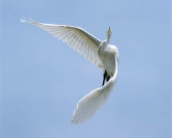 Egret Turning by Jim Ingraham