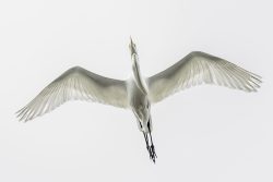 Elusive Shark Egret by Jim Ingraham Elusive Shark Egret by Jim Ingraham