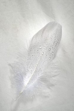 Feather and Water Drops by Jim Ingraham