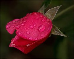 Autumn Rose by Jim Ingraham