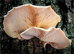Shelf Mushroom by Judy Cox