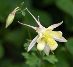 A Quiet Bloom by Lynda Rodig