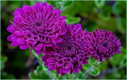 Mini Drops on Mums by David Church