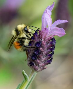 Small Wonder by Lynda Rodig