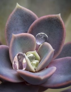 The Prize Inside by Susan Sheets