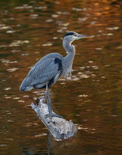 Blue Heron at Sunset by Jim Ingraham
