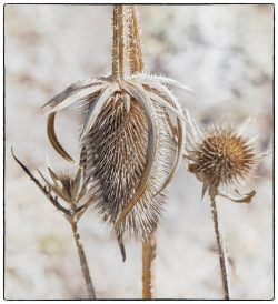 Dried Teasel by Susan Sheets