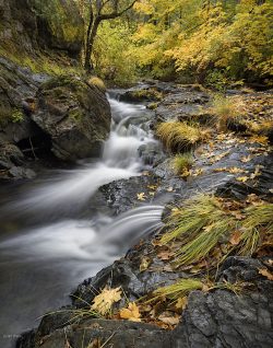 Fall Comes to the Forest by Susan Sheets