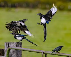 Here Comes the Tickle by Greg Smith