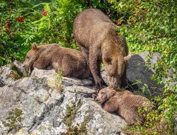 Nap Time by Lynda Rodig
