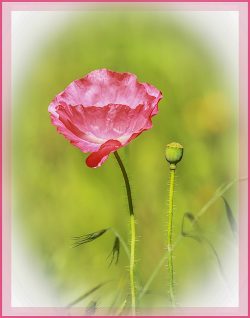 The Poppy by Rose Christner