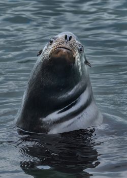 Sea Lion by Jim Ingraham
