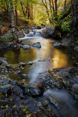 There's Gold in them there Hills by Larry Pollock