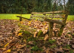 Moss and Memories by Lynda Rodig