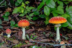 Amanita Family by Greg Smith
