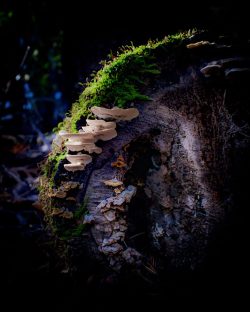 Shadows Edge by Renee Goyeneche