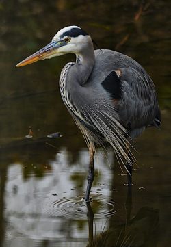 Great Blue Heron by Larry Pollock