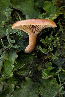 Mushroom by Jim Ingraham