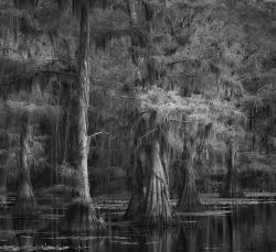 Sunlight Reaching the Swamp by Susan Sheets Sunlight Reaching the Swamp by Susan Sheets