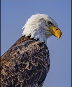 Majestic by Greg Smith