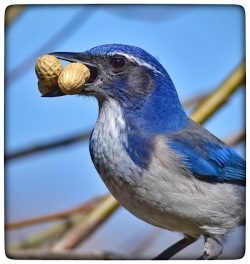 Ohh Nuts by Carol Bern