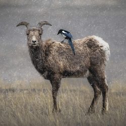 You Scratch My Back, I'll Scratch Yours by Susan Sheets
