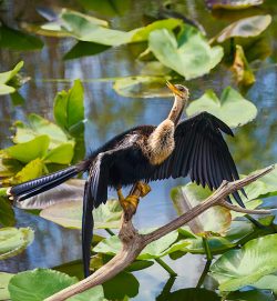 Anhinga by Nomeca Hartwell