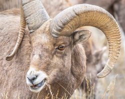 Mountain Grazer by Lynda Rodig