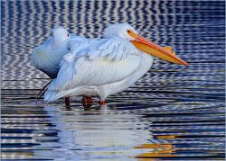 Pelicans and Patterns by Greg Smith