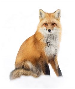 Snowy Vixen by Lynda Rodig