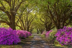 Bloomin' Dirt Road by Bridget Cline