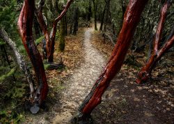 Manzanita Gatekeepers by Jim Ingraham