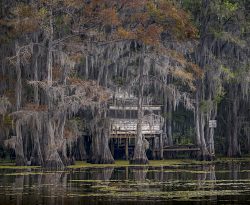 Among the Cypress by Susan Sheets