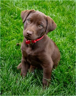 Maggie by David Church