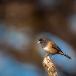 Dark Eyed Junco by Garry Bagula