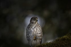 Cooper's Hawk by Randy White