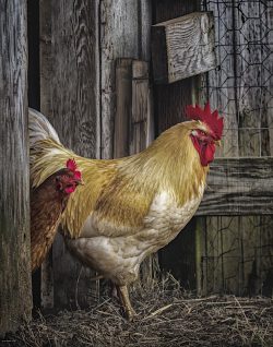 Barnyard Entrance by Susan Sheets