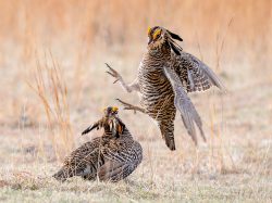 Morning Mating Madness by Lynda Rodig