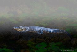 Night of the Alligator by Nomeca Hartwell