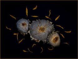 End of the Season by Pam Arbogast