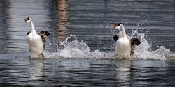Walk on Water by Greg Smith