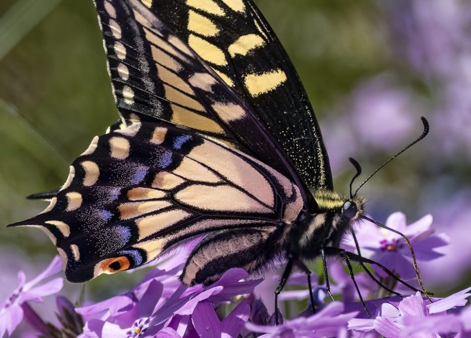 May 2025 Digital Winners Assigned Category – Angles