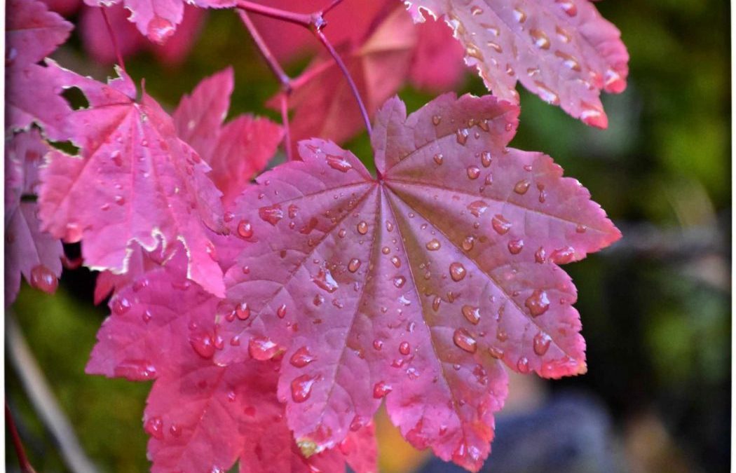 March 2025 Winners -Assigned Subject – Rain