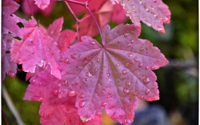 March 2025 Winners -Assigned Subject – Rain