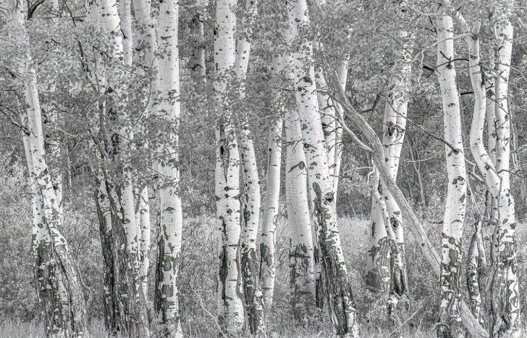 May 2025 Print Winners