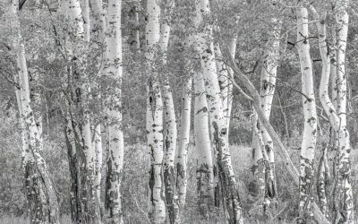 May 2025 Print Winners