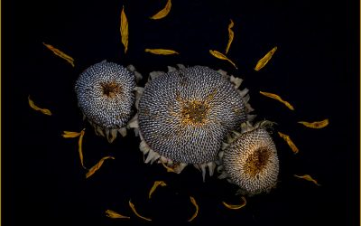 May 2026 Image of the Month